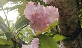 俏女性花开在线观看,一场视觉与情感的盛宴