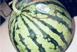 吃瓜河北网红,揭秘网络红人的崛起与影响力