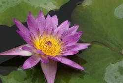 莲花在线观看,探寻神秘莲花世界的奇幻之旅