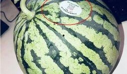 藏区网红吃瓜,揭秘网红圈里的“瓜田”趣事