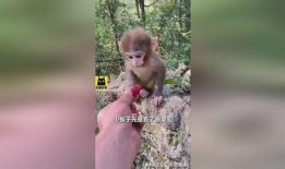 网红吃瓜姐猴子是真的吗,是真是假？