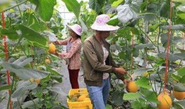 藏区网红吃瓜,揭秘网红圈里的“瓜田”趣事